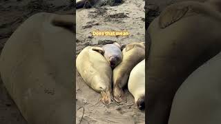 Pls say YES 😘 #cuteseal #funnyanimals #seal #funnycreatures #animals #funnypets #wildlife
