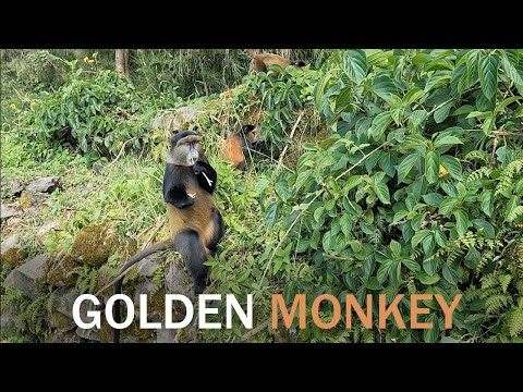 In search of golden monkeys | Volcanoes National Park, Rwanda