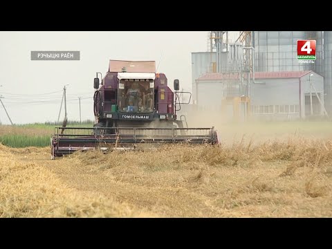 СВК "50 гадоў Кастрычніка" займаецца ўборкай рапсу і азімай пшаніцы видео