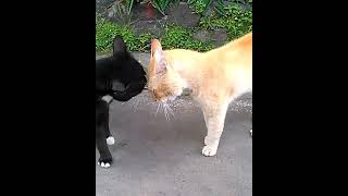 Download lagu SUARA KUCING BERANTEM #shorts #pecintakucing #cat #catlover #viral mp3 Download lagu SUARA KUCING BERANTEM #shorts #pecintakucing #cat #catlover #viral mp3