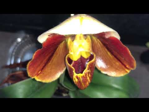 6 of June orchids in flower