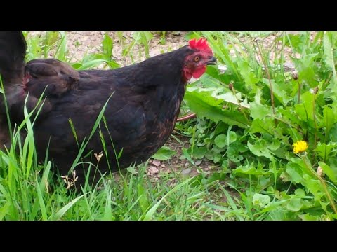 Курица полакомилась змеей!