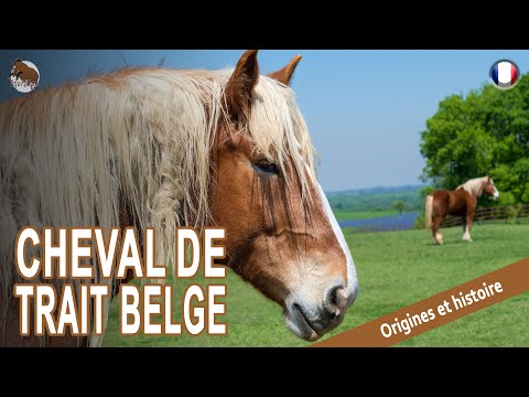 , title : 'CHEVAL DE TRAIT BELGE, des chevaux qui était autrefois les plus convoités, ORIGINE DES RACES'