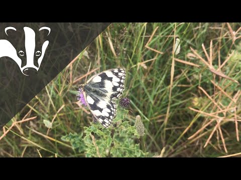 The Essex Coastal Challenge - Fobbing Marsh nature reserve