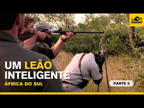 Um leão inteligente - Parte 3