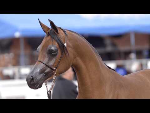 FELIX AJMAL MALAK - A Global Filly