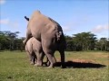 Buffalo Sex