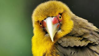 להירגע בטבע | המקום הפראי | BBC Earth