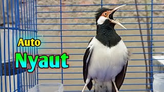 Download lagu Pancingan Jalak Suren Auto NYAUT Full Variasi OCEHAN - Masteran Suara Burung Jalak Gacor Full Isian mp3 Download lagu Pancingan Jalak Suren Auto NYAUT Full Variasi OCEHAN - Masteran Suara Burung Jalak Gacor Full Isian mp3