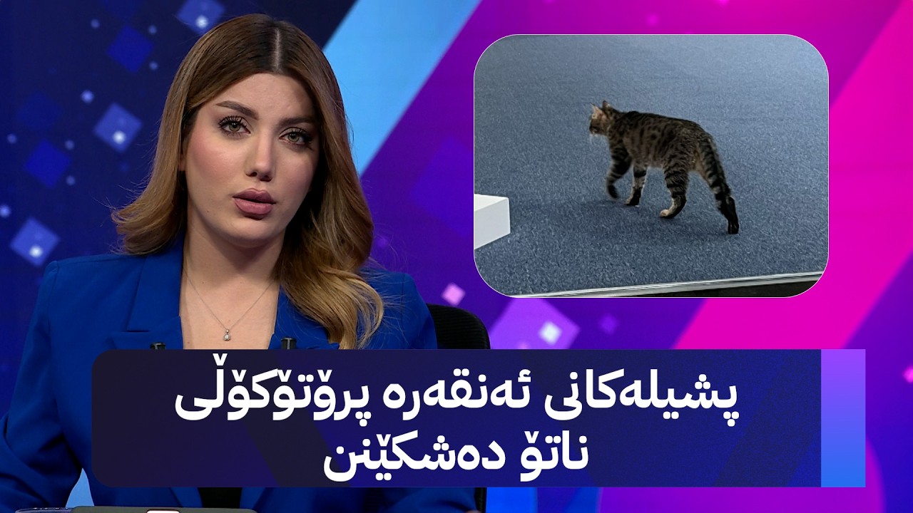 ڤیدیۆ | پشیلەکانی ئەنقەرە پرۆتۆکۆڵی ناتۆ دەشکێنن