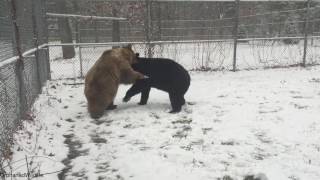 Vicious bear fight. Viewer discretion advised.  :)