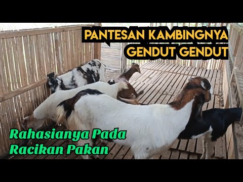 , title : 'Kambingnya Gemuk Gemuk, Ternyata Rahasianya Pada Racikan Pakan.'