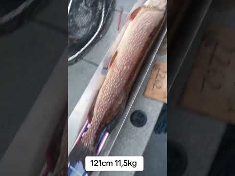 121cm 11,5kg hauki ruudulta katseltuna.