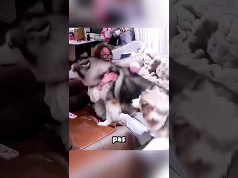 Ces chiens protecteurs ne la laissaient PAS ouvrir la porte... 😳❤️ #shorts