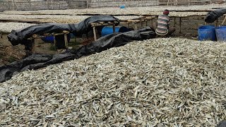 Dry Fish Business Opportunity | Dry Fish Processing | Dry Fish Market