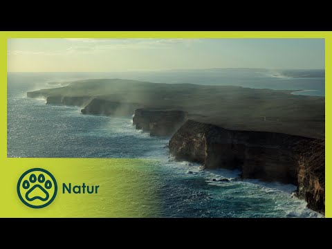 Der Regenwald | Australiens Nationalparks 4/5 | Go Wild