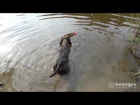 Lotta und Rufus - Wasserarbeit mal ganz anders