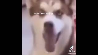 Download lagu Status wa tentang anjing mp3