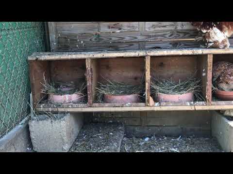 , title : 'TUTO ÉLEVAGE PIGEONS | COMMENT ÉLEVER DES PIGEONS ? || L’élevage de Quentin'