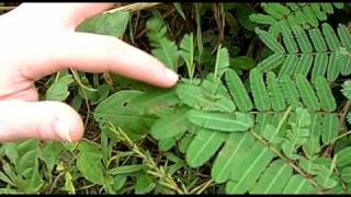 preview picture of video 'Cockscomb Reserve, Stann Creek District, Belize - The Plant is ALIVE! - 12-O'Clock (Huya-huya)'