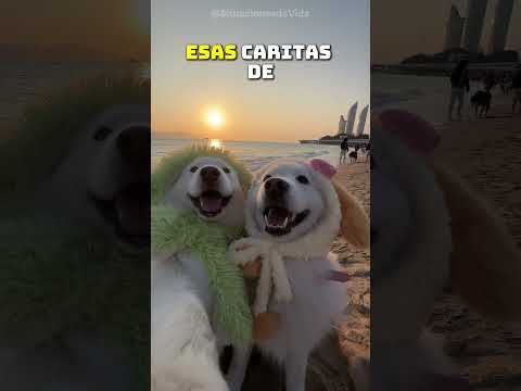 ¡De la Sala a la Arena! Perros Viven su Mejor Día