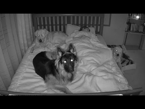 What Sleeping With My 3 Dogs Is Like