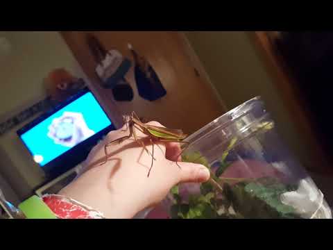 Praying Mantis Care 101