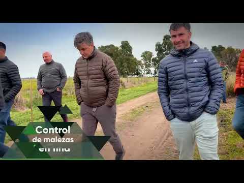 Manejo de malezas en fina - Tres Arroyos (Buenos Aires) @tecnomylargentina2063