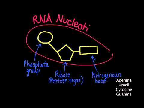 2.6 DNA and RNA structure