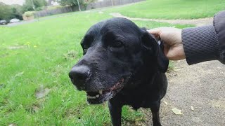 Snoopy and hedgehog Update, Post TPLO Surgery (6)