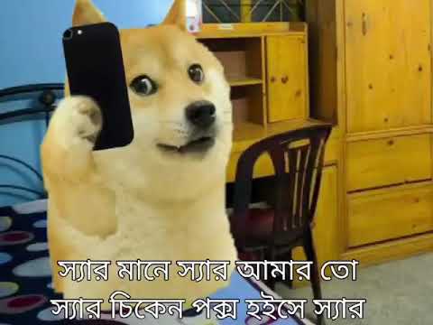 Sir Tania CUDS e||Teacher vs. student funny dog talkies.Bangla funny video.