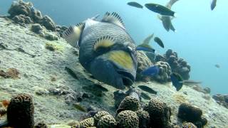 Titan Triggerfish Documentary