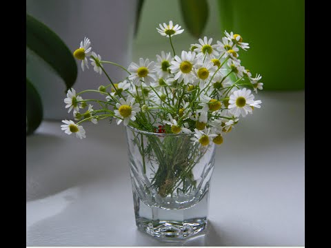 Kamille selber anbauen und säen - Mein Balkon Garten Experiment