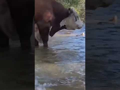 Este es el verdadero toro Hereford con cuernos bien direccionamiento demostrando su pureza racial
