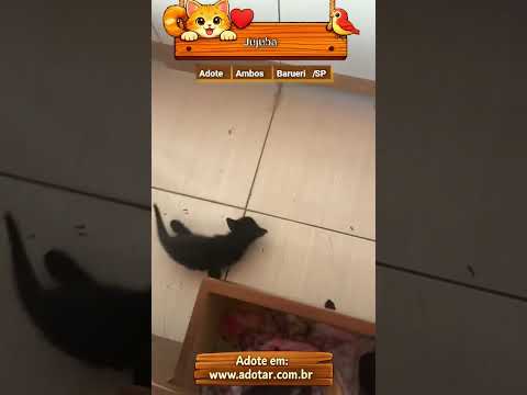 Vídeo de Jujuba
