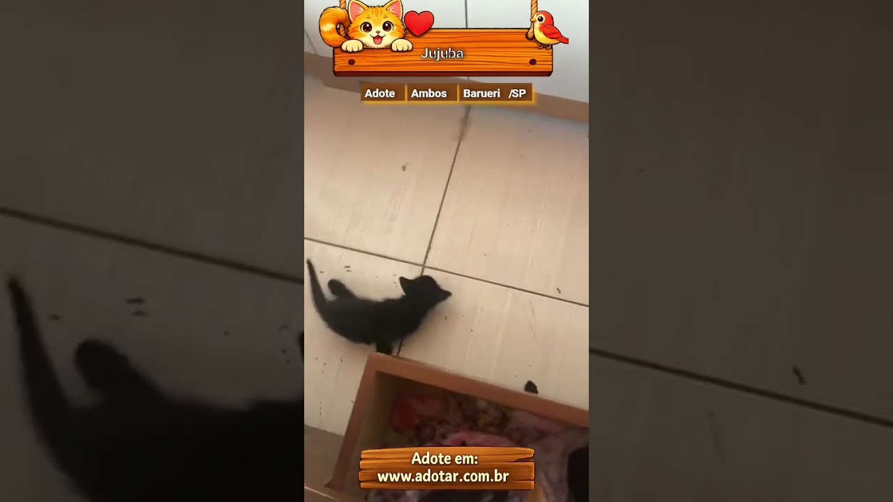 Gato raça SRD-ViraLata idade Abaixo de 2 meses nome Jujuba