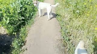 Baby Girl Is Being Raised By Six German Shepherds | The Dodos, kfn