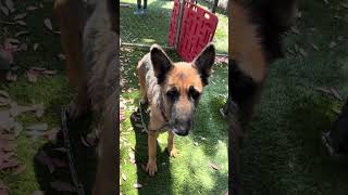 Video preview image #1 German Shepherd Dog Puppy For Sale in Pasadena, CA, USA
