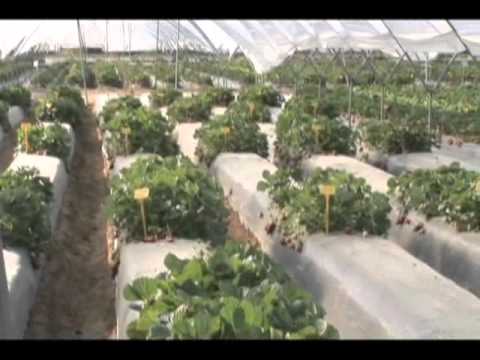 Fotograma del vídeo: Fresa