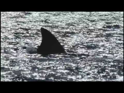 Walking with Dinosaurs Trilogy - Sea Monsters - Chasing Megalodon Pt 1 (1080)