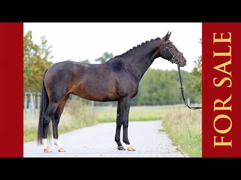 For Sale: Raven, *2021. Hochelegante Dressurprinzessin. Telefon 03301 577 2585