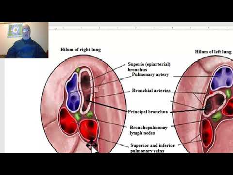 Anatomy of the thorax 2023  in Arabic(Lung , part 3), by Dr. Wahdan