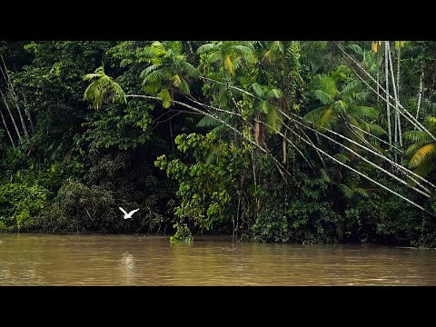 Healing Forest - Soothing Pan Flute songs. Birds & wild sounds from  Amazon. Relax and Meditation.