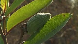 HÍREK A TERMÉSZETBŐL