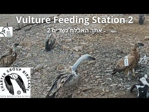 LIVE Vulture Feeding Station CAM 2|Israel Nature and Parks Auth.|The Charter Group of Wildlife Ecol.