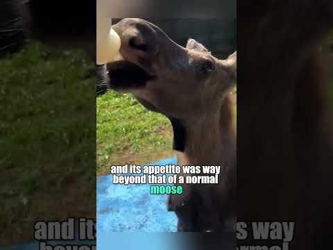 when he decided to save the little moose, fate's wheels began to spin. #truestory#shorts