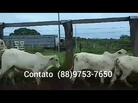 22 BEZERROS NELORE E 8 VACAS PARIDA NO RANCHO SANTA LUZIA DO NOSSO AMIGO ANTECIPE SUAS COMPRAS.