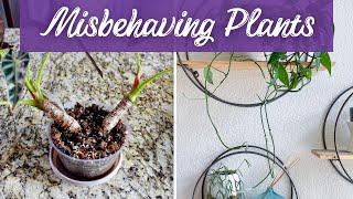 Unruly Houseplants: Troubleshooting and Fixing Misbehaving Plants
