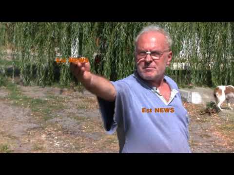 O haită de câini terorizează locuitorii comunei Lipovăț