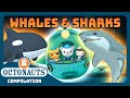 Octonauts Whales And Sharks Sea Exploration 3 Hours Full Episodes Marathon